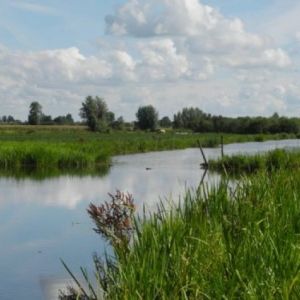 Polder Oukoop, foto Marion Bilius, boswachtersblog