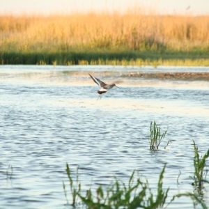 Wegvliegende grutto. De grutto is een beschermde vogelsoort in Nederland.