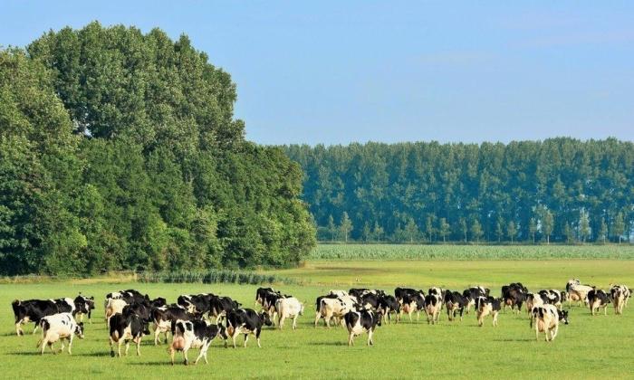 Salderen in plan-mer-beoordeling is mitigerende maatregel