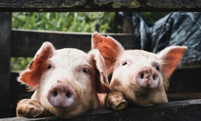 Aanvraag buiten behandeling bij ontbrekend mer-beoordelingsbesluit